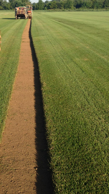Harvesting lush sod 