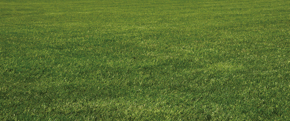 Uhl Turf grows fescue sod for your lawn